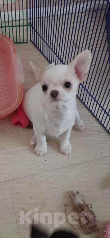 Собаки в Москве: Беленький мальчик чихуахуа Мальчик, 25 000 руб. - фото 2