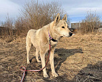Собаки в Чехове: ПОМОГИТЕ ВОЛЧКУ НАЙТИ ЛЮБЯЩИЙ ДОМ! 🙌 Мальчик, Бесплатно - фото 4