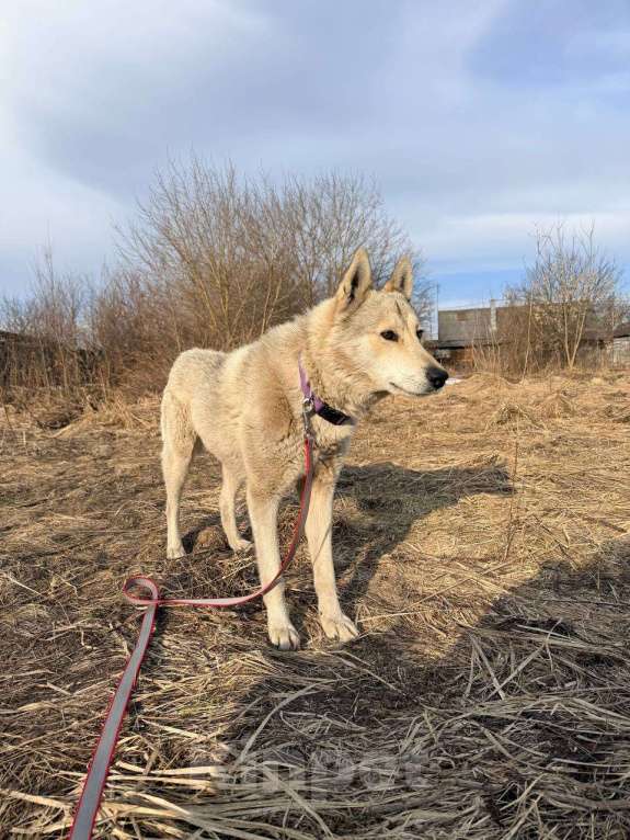 Собаки в Чехове: ПОМОГИТЕ ВОЛЧКУ НАЙТИ ЛЮБЯЩИЙ ДОМ! 🙌 Мальчик, Бесплатно - фото 4