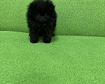 Собаки в Химках: Черный мальчик Мальчик, 30 000 руб. - фото 3