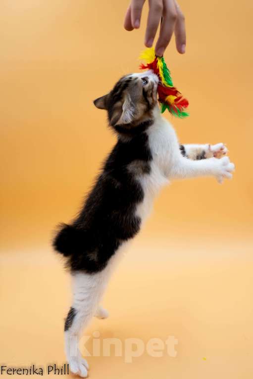 Кошки в Хабаровске: Котёнок Курильского Бобтейла Ференика Фил ЛЕВАЙ  Мальчик, 40 000 руб. - фото 4