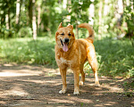Собаки в Москве: Фил Мальчик, Бесплатно - фото 6