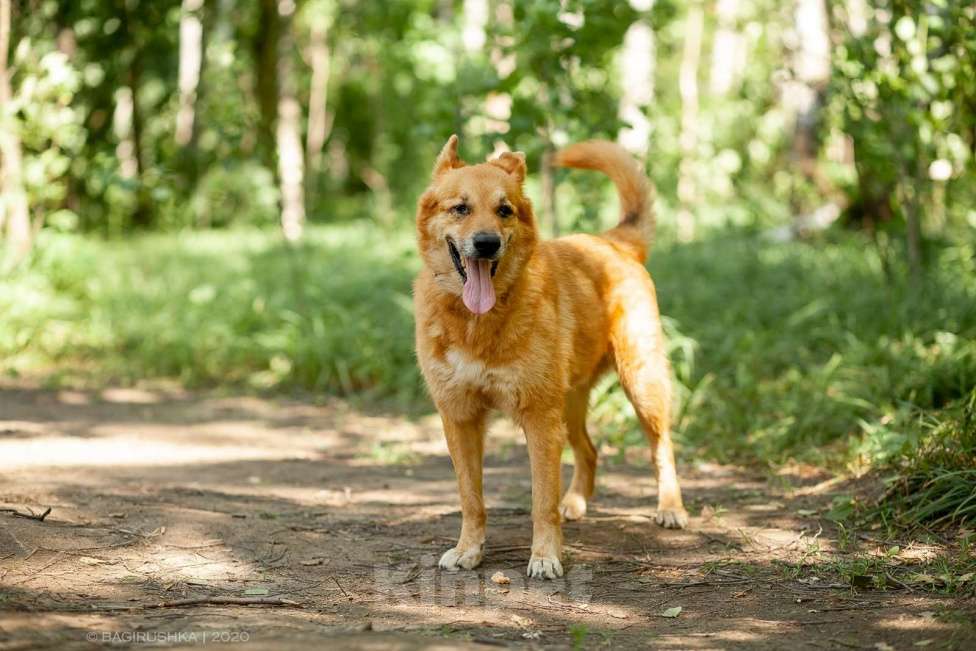 Собаки в Москве: Фил Мальчик, Бесплатно - фото 6