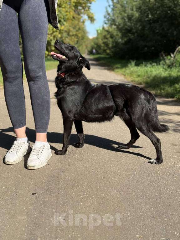 Собаки в Москве: Малышка Мята в добрые руки Девочка, Бесплатно - фото 7