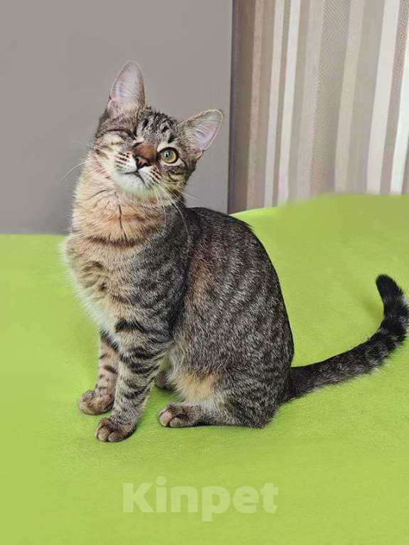 Кошки в Москве: Ласковая кошечка-подросток ищет дом Девочка, Бесплатно - фото 2