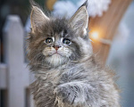 Кошки в Санкт-Петербурге: Мейн кун Лахти Коаст котенок Девочка, 35 000 руб. - фото 2