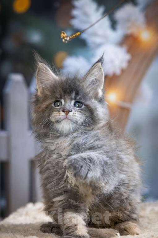 Кошки в Санкт-Петербурге: Мейн кун Лахти Коаст котенок Девочка, 35 000 руб. - фото 2