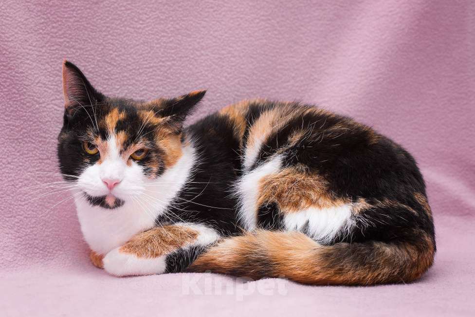 Кошки в Москве: Кошка Шпунька в добрые руки Девочка, Бесплатно - фото 2