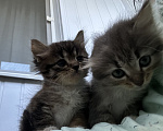Кошки в Туле: КОТЯТА ИЩУТ ДОМ Девочка, Бесплатно - фото 2