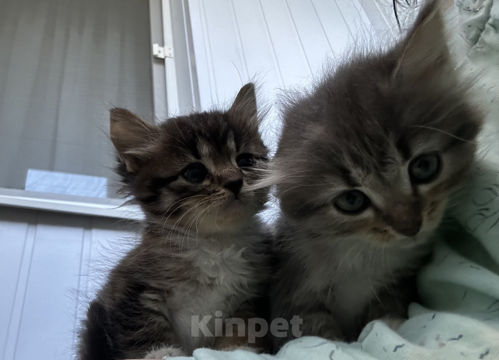 Кошки в Туле: КОТЯТА ИЩУТ ДОМ Девочка, Бесплатно - фото 2