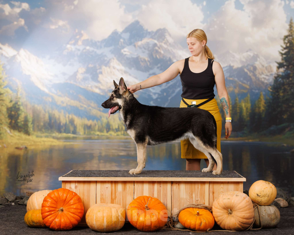 Собаки в Москве: Щенки Восточноевропейской овчарки Девочка, 65 000 руб. - фото 2