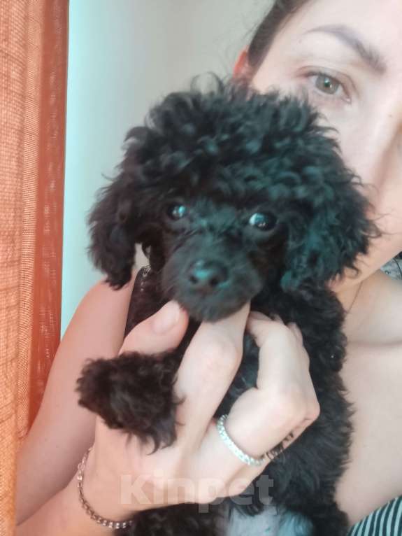 Собаки в других городах Белгородской области: Той пудель ,девочка Девочка, 45 000 руб. - фото 4