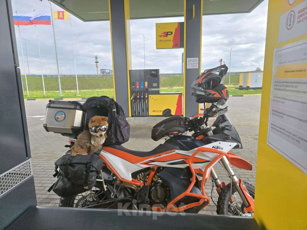 Собаки в Санкт-Петербурге: Сиба-ину вязка кобель  Мальчик, 30 000 руб. - фото 2