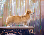 Собаки в Москве: Очень красивый мальчик вельш корги пемброк Мальчик, 70 000 руб. - фото 6