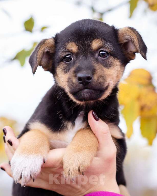 Собаки в Москве: Миниатюрный щенок в добрые руки Девочка, Бесплатно - фото 6