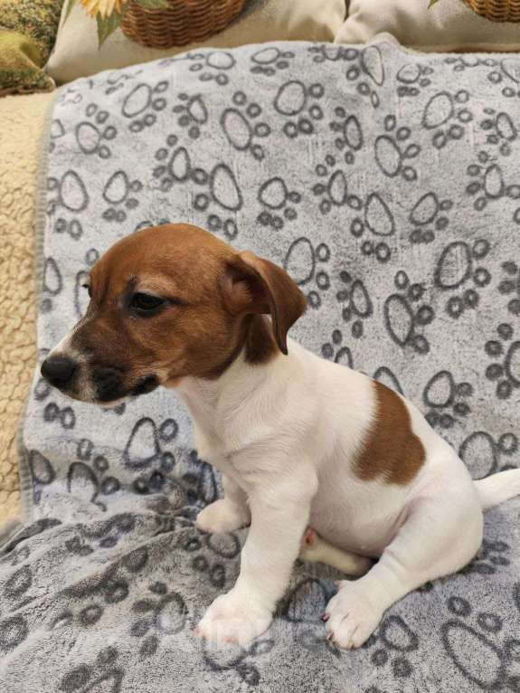 Собаки в Балашихе: Щенок Джек-Рассел терьера Девочка, 19 900 руб. - фото 2