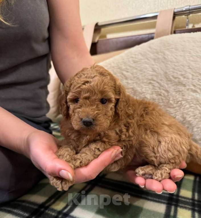 Собаки в Санкт-Петербурге: Щенки малого пуделя Разнополые, 50 000 руб. - фото 1