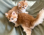 Кошки в Москве: Котики , котята  Мальчик, 30 000 руб. - фото 2