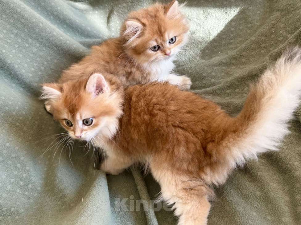 Кошки в Москве: Котики , котята  Мальчик, 30 000 руб. - фото 2