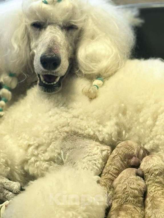 Собаки в других городах Московской области: стандартный пудель -щенки Девочка, Бесплатно - фото 2