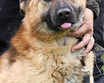 Собаки в Москве: Собака добрая в добрые руки Девочка, Бесплатно - фото 6