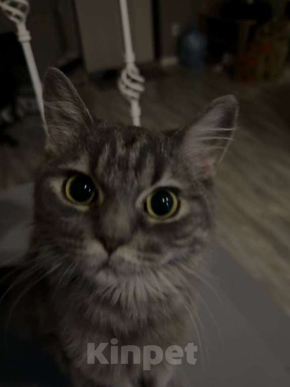 Кошки в Ростове-на-Дону: Добрая и ласковая кошечка Девочка, Бесплатно - фото 2