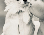 Собаки в Самаре: Чихуахуа  Девочка, 100 руб. - фото 2