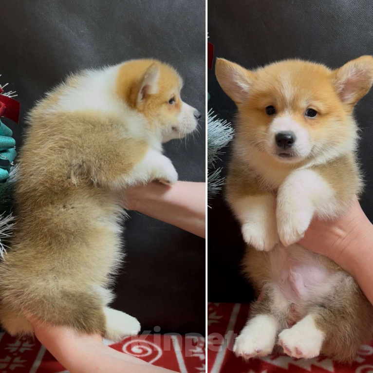 Собаки в Москве: Шикарный мальчик вельш корги пемброк  Мальчик, 60 000 руб. - фото 1