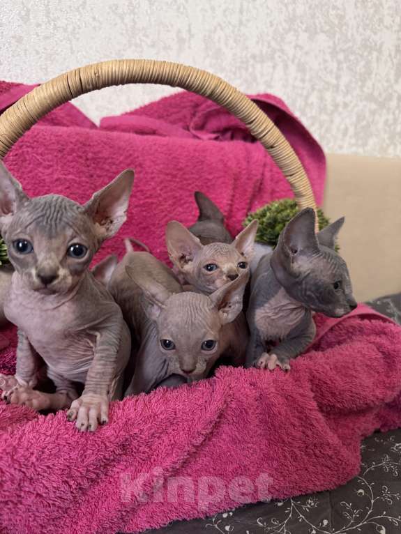 Кошки в Москве: Котята канадского сфинкса Мальчик, 25 000 руб. - фото 5