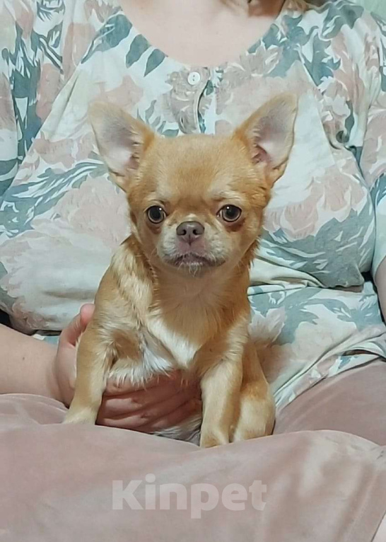 Собаки в Новосибирске: Девочка Чихуахуа  Девочка, Бесплатно - фото 3