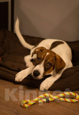 Собаки в других городах Свердловской области: Гуффи ищет хозяев Мальчик, Бесплатно - фото 2