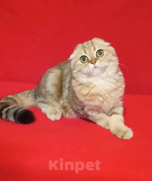 Кошки в Москве: Золотой мраморный зеленоглазый котик Мальчик, 20 000 руб. - фото 4