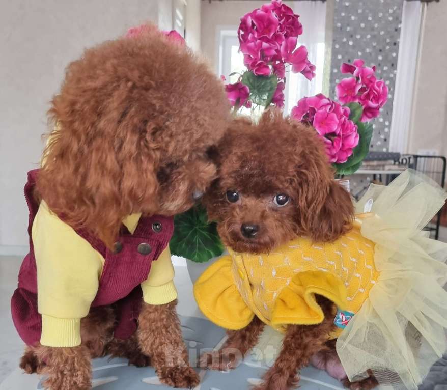 Собаки в Новосибирске: Той Пудель теди тикап Мальчик, 120 000 руб. - фото 5