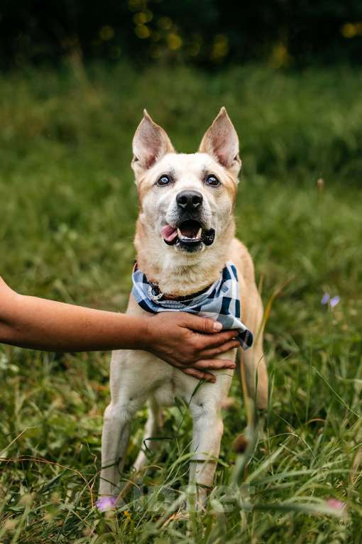 Собаки в Москве: Самый добрый в мире пес Мальчик, Бесплатно - фото 5