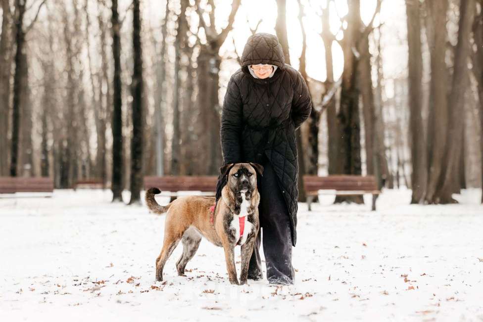 Собаки в Москве: Необычная девочка! Девочка, Бесплатно - фото 4