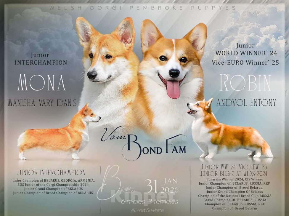 Собаки в Москве: Щенки Корги от Юного Чемпиона Мира Разнополые, 70 000 руб. - фото 1