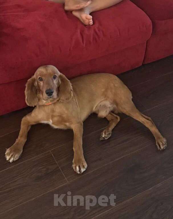 Собаки в других городах Ростовской области: Пропала собака Мальчик, 5 000 руб. - фото 3