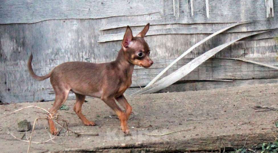 Собаки в Волгограде: Девочка - супер мини Девочка, 50 000 руб. - фото 10