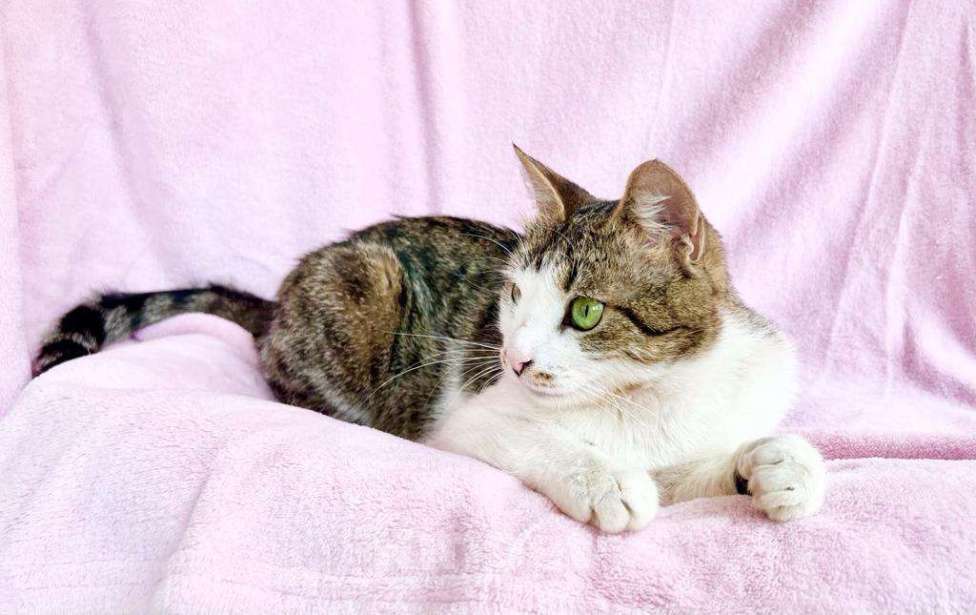 Кошки в Москве: Не просто кошка - королева в добрые руки Девочка, Бесплатно - фото 8