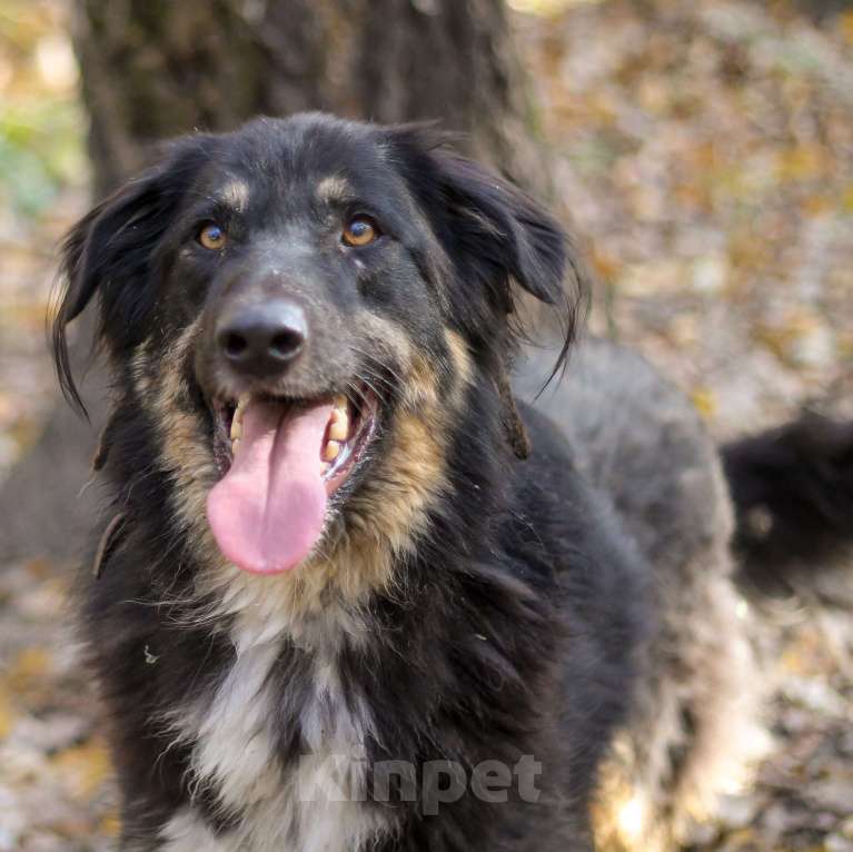 Собаки в Москве: Один Мальчик, Бесплатно - фото 2