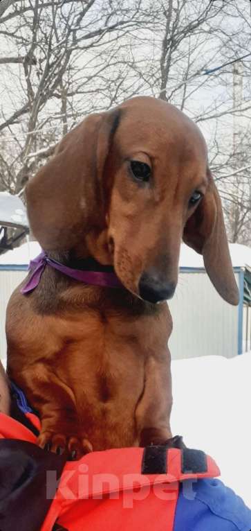 Собаки в Краснозаводске: Таксята стандарт Мальчик, 25 000 руб. - фото 5