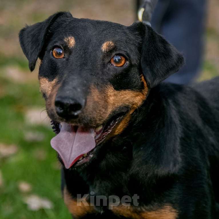 Собаки в Москве: Кекс Мальчик, Бесплатно - фото 8