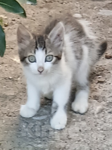 Кошки в других городах Крыма: Котенок в добрые руки Разнополые, 10 руб. - фото 1