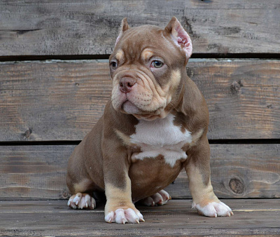 Щенки Американский булли