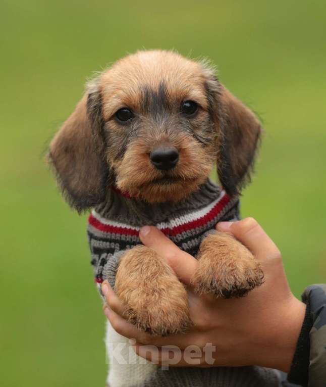 Собаки в Санкт-Петербурге: Щенки жш таксы. Питомник РКФ Девочка, 45 000 руб. - фото 2