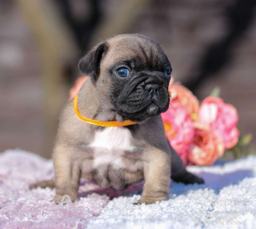 Собаки в Саратове: Щенки французского бульдога Девочка, 80 000 руб. - фото 4