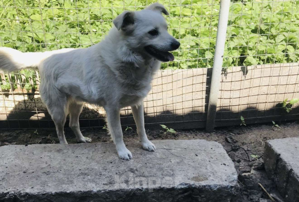 Собаки в Ростове-на-Дону: Бельчонок ищет дом и семью  Мальчик, Бесплатно - фото 4