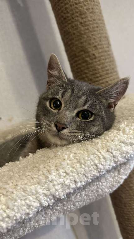 Кошки в Москве: Малыш ищет постоянный дом Мальчик, Бесплатно - фото 5