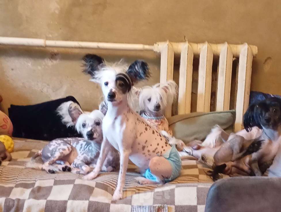 Собаки в других городах Белгородской области: Китайская хохлатая Мальчик, 10 000 руб. - фото 1