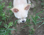 Собаки в Красном Севшем: Малыш Чихуахуа Мальчик, 35 000 руб. - фото 3